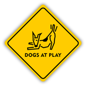 dogs at play