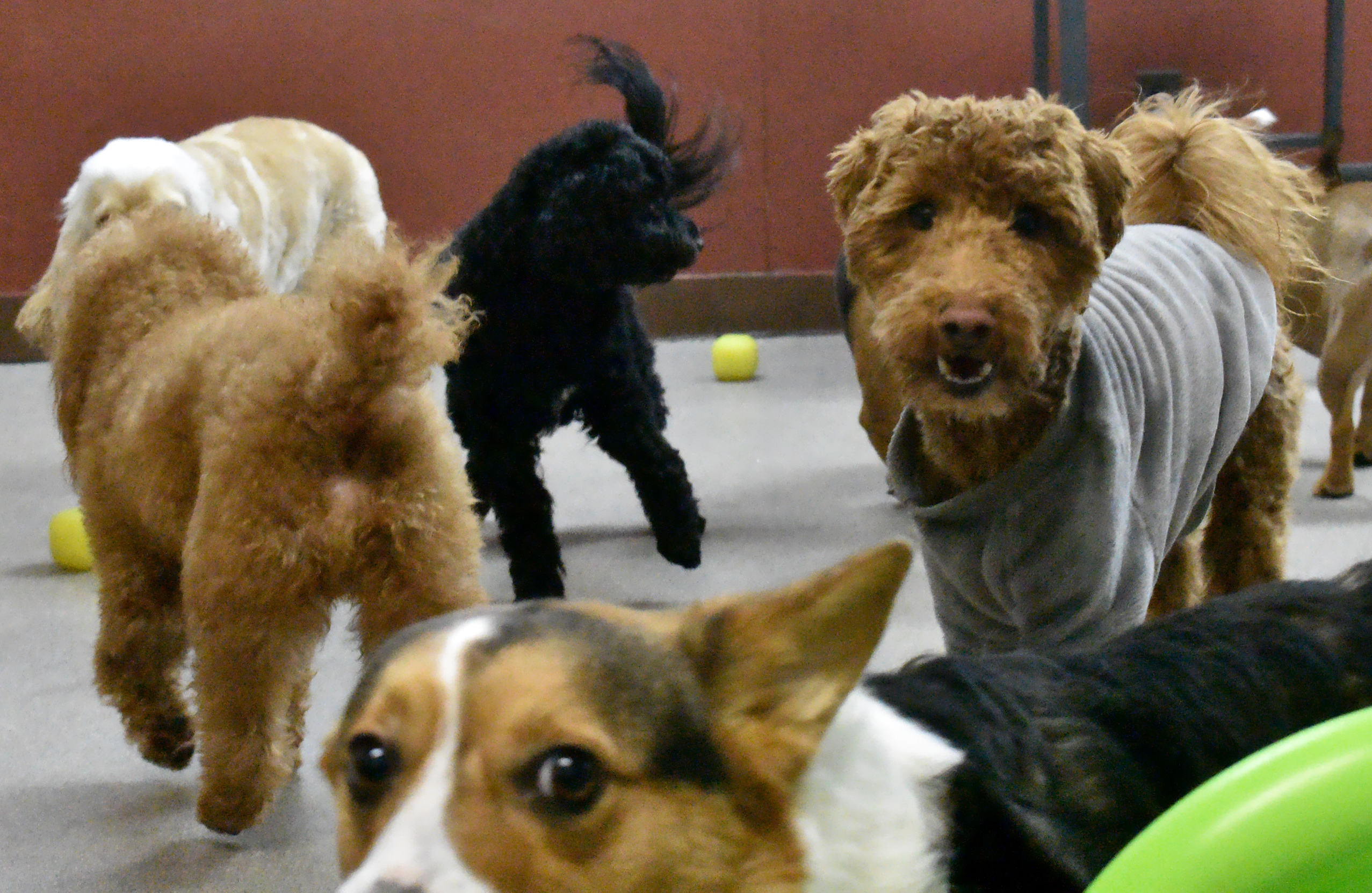 Little Dogs in Playgroup